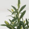 Artificial Table Plants 25*25*35cm Olive *7 in PP pot GS-16822101 Potted Flowers&Plants YeahFlower is one of Chinese leading OEM manufacturers and exporters , supplying the silk flowers, wholesale artificial trees