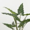 Artificial Tree 70*60*120cm Alocasia in PP pot GS-67722016 Tree&Plant YeahFlower is one of Chinese leading OEM manufacturers and exporters , supplying the silk flowers, wholesale artificial trees