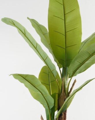 Artificial Tree 95*95*160cm Banana tree *2 in PP pot GS-67722013 Tree&Plant YeahFlower is one of Chinese leading OEM manufacturers and exporters , supplying the silk flowers, wholesale artificial trees Artificial Tree 95*95*160cm Banana tree *2 in PP pot GS-67722013 Tree&Plant YeahFlower is one of Chinese leading OEM manufacturers and exporters , supplying the silk flowers, wholesale artificial trees