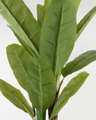 Artificial Tree 110*110*190cm Banana tree *3 in PP pot GS-67722012 Tree&Plant YeahFlower is one of Chinese leading OEM manufacturers and exporters , supplying the silk flowers, wholesale artificial trees Artificial Tree 110*110*190cm Banana tree *3 in PP pot GS-67722012 Tree&Plant YeahFlower is one of Chinese leading OEM manufacturers and exporters , supplying the silk flowers, wholesale artificial trees