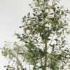 Artificial Tree 120*80*210cm Olive Tree *21  in PP pot GS-68522010KD Tree&Plant YeahFlower is one of Chinese leading OEM manufacturers and exporters , supplying the silk flowers, wholesale artificial trees