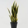 Artificial Tree 20*20*54cm Sansevieria *6 in PP pot GS-59522094 Tree&Plant YeahFlower is one of Chinese leading OEM manufacturers and exporters , supplying the silk flowers, wholesale artificial trees