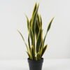 Artificial Tree Sansevieria 6 in PP pot GS-59522097_4 Artificial Tree 30*30*66cm Sansevieria *6 in PP pot GS-59522097 Tree&Plant YeahFlower is one of Chinese leading OEM manufacturers and exporters , supplying the silk flowers, wholesale artificial trees