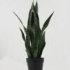 Artificial Tree Sansevieria 6 in PP pot GS-59522099_2 Artificial Tree 30*30*66cm Sansevieria *6 in PP pot GS-59522099 Tree&Plant YeahFlower is one of Chinese leading OEM manufacturers and exporters , supplying the silk flowers, wholesale artificial trees