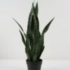 Artificial Tree Sansevieria 6 in PP pot GS-59522099_3 Artificial Tree 30*30*66cm Sansevieria *6 in PP pot GS-59522099 Tree&Plant YeahFlower is one of Chinese leading OEM manufacturers and exporters , supplying the silk flowers, wholesale artificial trees