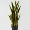 Artificial Tree 30*30*74cm Sansevieria *8 in PP pot GS-59522100 Tree&Plant YeahFlower is one of Chinese leading OEM manufacturers and exporters , supplying the silk flowers, wholesale artificial trees