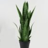 Artificial Tree 30*30*74cm Sansevieria *8 in PP pot GS-59522101 Tree&Plant YeahFlower is one of Chinese leading OEM manufacturers and exporters , supplying the silk flowers, wholesale artificial trees