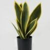 Artificial Tree Sansevieria in PP pot GS-59522117_4 Artificial Tree 33*33*47cm Sansevieria in PP pot GS-59522117 Tree&Plant YeahFlower is one of Chinese leading OEM manufacturers and exporters , supplying the silk flowers, wholesale artificial trees