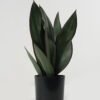 Artificial Tree 28*28*49cm Sansevieria in PP pot GS-59522118 Tree&Plant YeahFlower is one of Chinese leading OEM manufacturers and exporters , supplying the silk flowers, wholesale artificial trees