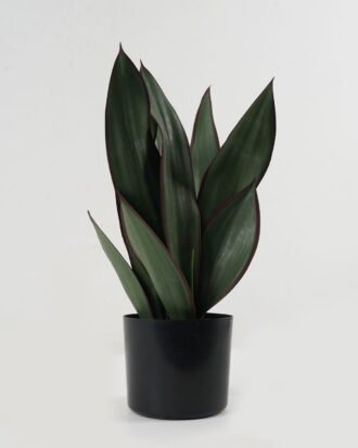 Artificial Tree 28*28*49cm Sansevieria in PP pot GS-59522118 Tree&Plant YeahFlower is one of Chinese leading OEM manufacturers and exporters , supplying the silk flowers, wholesale artificial trees