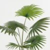 Artificial Tree 65*65*119*cm Livistona chinensis in PP pot GS-67722008 Tree&Plant YeahFlower is one of Chinese leading OEM manufacturers and exporters , supplying the silk flowers, wholesale artificial trees