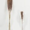 Dried Flowers 25*80cm Reed(REMARK:standard :weight/30g) GS-56622058 Bouquet YeahFlower is one of Chinese leading OEM manufacturers and exporters , supplying the silk flowers, wholesale artificial trees