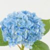 Artificial Flower 26*26*45cm Hydrangea *11 single stem GS-15422073-B1 Single Flowers YeahFlower is one of Chinese leading OEM manufacturers and exporters , supplying the silk flowers, wholesale artificial trees