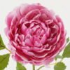 Artificial Flower 18*18*51cm Peony  single stem GS-15422076-P1 Single Flowers YeahFlower is one of Chinese leading OEM manufacturers and exporters , supplying the silk flowers, wholesale artificial trees