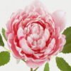 Artificial Flower 18*18*51cm Peony  single stem GS-15422076-P3 Single Flowers YeahFlower is one of Chinese leading OEM manufacturers and exporters , supplying the silk flowers, wholesale artificial trees