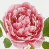 Artificial Flower 18*18*51cm Peony  single stem GS-15422076 Single Flowers YeahFlower is one of Chinese leading OEM manufacturers and exporters , supplying the silk flowers, wholesale artificial trees