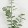 Artificial Plant Money leaf single stem GS-68922020CONTI_6 Artificial Plant 15*15*52cm Money leaf single stem GS-68922020CONTI Leaves&Sprays&Foliages YeahFlower is one of Chinese leading OEM manufacturers and exporters , supplying the silk flowers, wholesale artificial trees