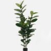 Artificial Tree 80*80*180cm Ficus elastica *3 in PP pot GS-30422132 Tree&Plant YeahFlower is one of Chinese leading OEM manufacturers and exporters , supplying the silk flowers, wholesale artificial trees