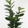 Artificial Tree 80*80*180cm Ficus elastica *3 in PP pot GS-30422132 Tree&Plant YeahFlower is one of Chinese leading OEM manufacturers and exporters , supplying the silk flowers, wholesale artificial trees