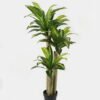Artificial Tree 65*60*117cm Sago cycas *3 in PP pot GS-30422130 Tree&Plant YeahFlower is one of Chinese leading OEM manufacturers and exporters , supplying the silk flowers, wholesale artificial trees