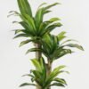Artificial Tree 65*60*117cm Sago cycas *3 in PP pot GS-30422130 Tree&Plant YeahFlower is one of Chinese leading OEM manufacturers and exporters , supplying the silk flowers, wholesale artificial trees