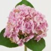 Artificial Flower Hydrangea 3 bush GS-15423008-P1_1 Artificial Flower 22*22*32cm Hydrangea *3 bush GS-15423008-P1 Bouquet YeahFlower is one of Chinese leading OEM manufacturers and exporters , supplying the silk flowers, wholesale artificial trees