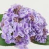 Artificial Flower 22*22*32cm Hydrangea *3 bush GS-15423008-Z1 Bouquet YeahFlower is one of Chinese leading OEM manufacturers and exporters , supplying the silk flowers, wholesale artificial trees