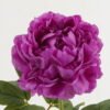Artificial Flower 15*68CM Singel peony GS-06021001-Z2 Single Flowers YeahFlower is one of Chinese leading OEM manufacturers and exporters , supplying the silk flowers, wholesale artificial trees