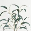Artificial Plant 33*33*98cm Eucalyptus Leaf *2 single stem GS-51623003 Leaves&Sprays&Foliages YeahFlower is one of Chinese leading OEM manufacturers and exporters , supplying the silk flowers, wholesale artificial trees