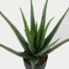 Artificial Tree 35*35*43cm Aloe in PP pot GS-59523007 Tree&Plant YeahFlower is one of Chinese leading OEM manufacturers and exporters , supplying the silk flowers, wholesale artificial trees