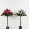 Artificial Tree Bougainvillea potted flower GS-30622045_2 Artificial Tree 60*60*95cm Bougainvillea potted flower GS-30622045 Tree&Plant YeahFlower is one of Chinese leading OEM manufacturers and exporters , supplying the silk flowers, wholesale artificial trees