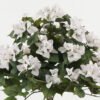 Artificial Tree Bougainvillea potted flower GS-30622045_3 Artificial Tree 60*60*95cm Bougainvillea potted flower GS-30622045 Tree&Plant YeahFlower is one of Chinese leading OEM manufacturers and exporters , supplying the silk flowers, wholesale artificial trees