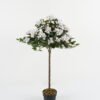 Artificial Tree Bougainvillea potted flower GS-30622045_4 Artificial Tree 60*60*95cm Bougainvillea potted flower GS-30622045 Tree&Plant YeahFlower is one of Chinese leading OEM manufacturers and exporters , supplying the silk flowers, wholesale artificial trees