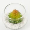 Artificial succulent succulent plants in glass pot GS-51720183_2 Artificial succulent 7*7*6cm succulent plants in glass pot GS-51720183 Succulent YeahFlower is one of Chinese leading OEM manufacturers and exporters , supplying the silk flowers, wholesale artificial trees