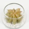 Artificial succulent 7*7*6cm succulent plants in glass pot GS-51720185 Succulent YeahFlower is one of Chinese leading OEM manufacturers and exporters , supplying the silk flowers, wholesale artificial trees