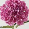Artificial Flower Hydrangea 240 single stem GS-17723015-P1_2 Artificial Flower 30*30*90cm Hydrangea *240 single stem GS-17723015-P1 Single Flowers YeahFlower is one of Chinese leading OEM manufacturers and exporters , supplying the silk flowers, wholesale artificial trees