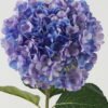 Artificial Flower Hydrangea 240 single stem GS-17723015-Z2_7 Artificial Flower 30*30*90cm Hydrangea *240 single stem GS-17723015-Z2 Single Flowers YeahFlower is one of Chinese leading OEM manufacturers and exporters , supplying the silk flowers, wholesale artificial trees