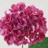 Artificial Flower Hydrangea 54 single stem GS-17723014-P3_6 Artificial Flower 18*18*62cm Hydrangea *54 single stem GS-17723014-P3 Single Flowers YeahFlower is one of Chinese leading OEM manufacturers and exporters , supplying the silk flowers, wholesale artificial trees