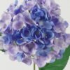 Artificial Flower Hydrangea 54 single stem GS-17723014-Z2_5 Artificial Flower 18*18*62cm Hydrangea *54 single stem GS-17723014-Z2 Single Flowers YeahFlower is one of Chinese leading OEM manufacturers and exporters , supplying the silk flowers, wholesale artificial trees