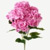 Artificial Flower Hydrangea 7 bush GS-17723013_5 Artificial Flower 28*28*52cm Hydrangea *7 bush GS-17723013 Single Flowers YeahFlower is one of Chinese leading OEM manufacturers and exporters , supplying the silk flowers, wholesale artificial trees