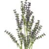 Artificial Flower Lavender single stem GS-27923008_2 Artificial Flower 9*9*64cm Lavender single stem GS-27923008 Single Flowers YeahFlower is one of Chinese leading OEM manufacturers and exporters , supplying the silk flowers, wholesale artificial trees
