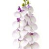 Artificial Flower Phalaenopsis 9 single stem GS-64923005-Z2_1 Artificial Flower 20*94cm Phalaenopsis *9 single stem GS-64923005-Z2 Single Flowers YeahFlower is one of Chinese leading OEM manufacturers and exporters , supplying the silk flowers, wholesale artificial trees