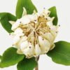Artificial Flower Protea cynaroides single stem GS-27923003-W1_1 Artificial Flower 22*22*63cm Protea cynaroides single stem GS-27923003-W1 Single Flowers YeahFlower is one of Chinese leading OEM manufacturers and exporters , supplying the silk flowers, wholesale artificial trees