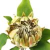 Artificial Flower Protea cynaroides single stem GS-27923003_2 Artificial Flower 22*22*63cm Protea cynaroides single stem GS-27923003 Single Flowers YeahFlower is one of Chinese leading OEM manufacturers and exporters , supplying the silk flowers, wholesale artificial trees