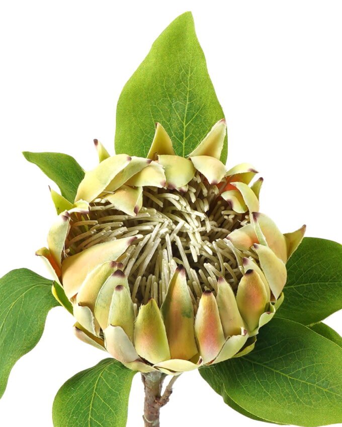 Artificial Flower Protea cynaroides single stem GS-27923003_2 Artificial Flower 22*22*63cm Protea cynaroides single stem GS-27923003 Single Flowers YeahFlower is one of Chinese leading OEM manufacturers and exporters , supplying the silk flowers, wholesale artificial trees