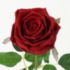 Artificial Flower Rose moist real touch single stem GS-46123002-R1_1 Artificial Flower 15*15*43cm Rose moist real touch single stem GS-46123002-R1 Single Flowers YeahFlower is one of Chinese leading OEM manufacturers and exporters , supplying the silk flowers, wholesale artificial trees