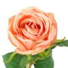 Artificial Flower 12*12*45cm Rose single stem GS-27923005 Single Flowers YeahFlower is one of Chinese leading OEM manufacturers and exporters , supplying the silk flowers, wholesale artificial trees
