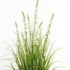 Artificial Grass 60*60*100cm Bellflower grass *7 in PP pot GS-29423004 Grass&PLANT YeahFlower is one of Chinese leading OEM manufacturers and exporters , supplying the silk flowers, wholesale artificial trees