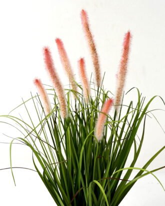 Artificial Grass 50*50*60cm Green bristlegrass *8 in PP pot GS-29423027-P2 Grass&PLANT YeahFlower is one of Chinese leading OEM manufacturers and exporters , supplying the silk flowers, wholesale artificial trees Artificial Grass 50*50*60cm Green bristlegrass *8 in PP pot GS-29423027-P2 Grass&PLANT YeahFlower is one of Chinese leading OEM manufacturers and exporters , supplying the silk flowers, wholesale artificial trees