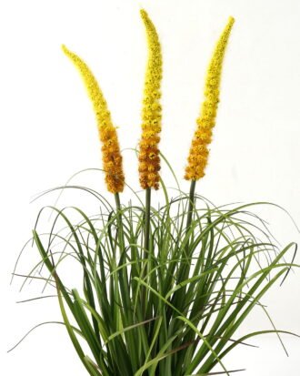 Artificial Grass 50*50*73cm Ophiuros *3 in PP pot GS-29423032-Y1 Grass&PLANT YeahFlower is one of Chinese leading OEM manufacturers and exporters , supplying the silk flowers, wholesale artificial trees Artificial Grass 50*50*73cm Ophiuros *3 in PP pot GS-29423032-Y1 Grass&PLANT YeahFlower is one of Chinese leading OEM manufacturers and exporters , supplying the silk flowers, wholesale artificial trees